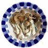 Lyophilized Blue Meanie Magic - Shrooms World