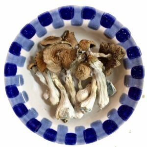 Lyophilized Blue Meanie Magic - Shrooms World