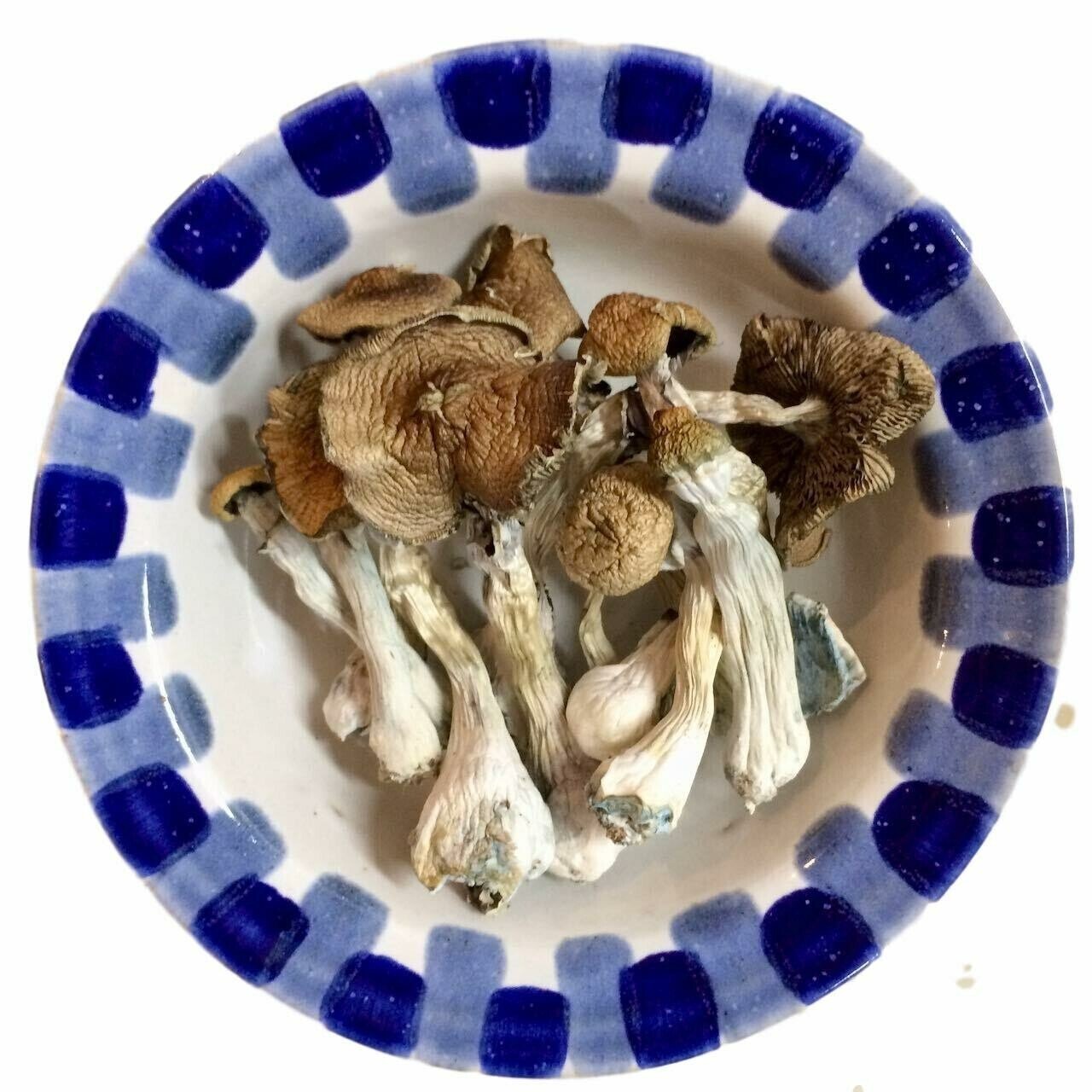 Lyophilized Blue Meanie Magic - Shrooms World Lyophilized Blue Meanie Magic - Shrooms World