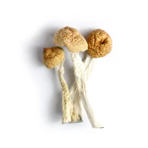 Orrisa India Mushrooms, Buy Magic mushroom Canada