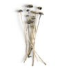 Panaeolus Cyanescens Magic Mushrooms, Shrooms World