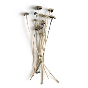 Panaeolus Cyanescens Magic Mushrooms, Shrooms World