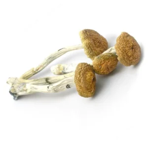 Psilocybe Aztecorum Mushrooms - Shrooms World