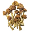 Shroomdelivery, Buy Shroomdelivery - Shrooms World