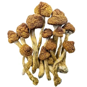 Shroomdelivery, Buy Shroomdelivery - Shrooms World