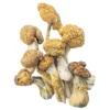 Shrooms Delivery Canada, Buy Shrooms Delivery Canada Online