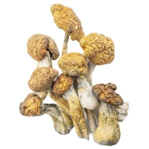 Shrooms Delivery Canada, Buy Shrooms Delivery Canada Online