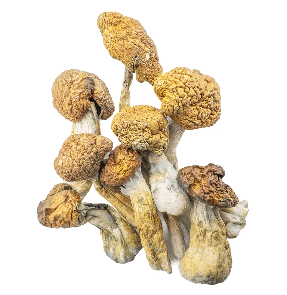 Shrooms Delivery Canada, Buy Shrooms Delivery Canada Online Shrooms Delivery Canada, Buy Shrooms Delivery Canada Online