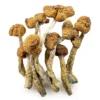 Shroomsdelivery, Mazatapec Magic Mushroom - Shrooms World