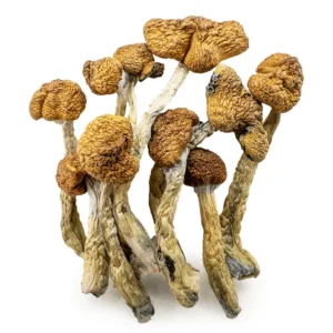 Shroomsdelivery, Mazatapec Magic Mushroom - Shrooms World