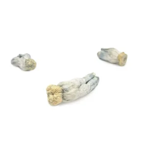 Shroomsdelivery Near Me - Shrooms World