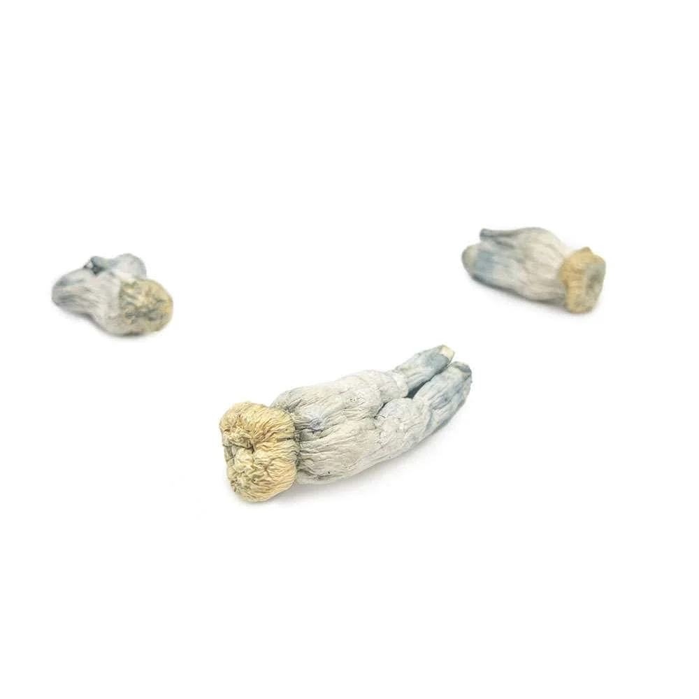 Shroomsdelivery Near Me - Shrooms World Shroomsdelivery Near Me - Shrooms World