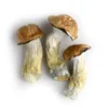 Tidal Wave Mushrooms - Shrooms World