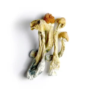 Tri-colour Ecuadorian Cubensis, Buy Tri-colour Ecuadorian Cubensis