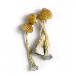 Where To Buy Magic Mushroom, Zilla Mushrooms - Shrooms World