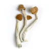 Wollongong Magic Mushrooms, Where To Buy Magic Mushrooms Canada