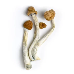 Wollongong Magic Mushrooms, Where To Buy Magic Mushrooms Canada