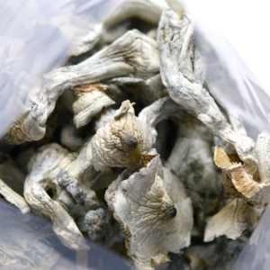 Yellow Umbo Mushrooms - Shrooms World
