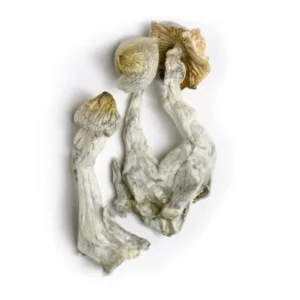 Yellow Umbo Mushrooms - Shrooms World