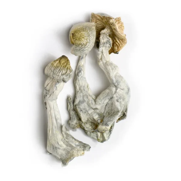 Yellow Umbo Mushrooms - Shrooms World Yellow Umbo Mushrooms - Shrooms World